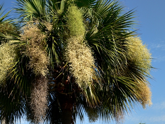 {Sabal palmetto}